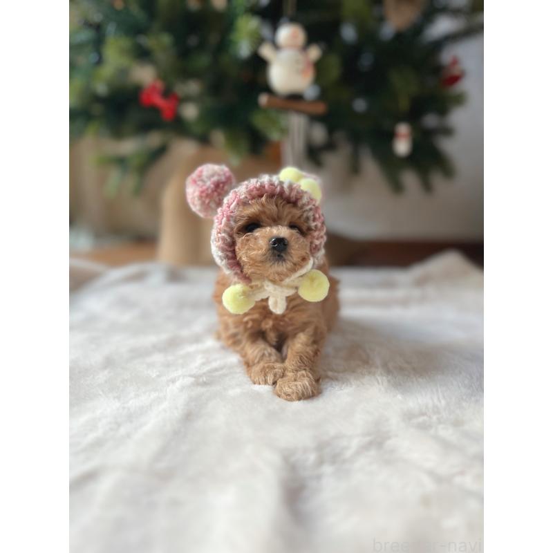 販売中の奈良県のティーカッププードル-435980の5枚目