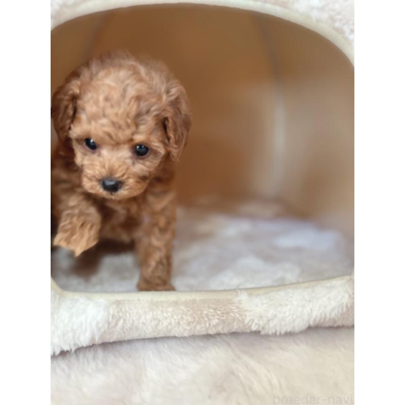 販売中の奈良県のティーカッププードル-435980の3枚目