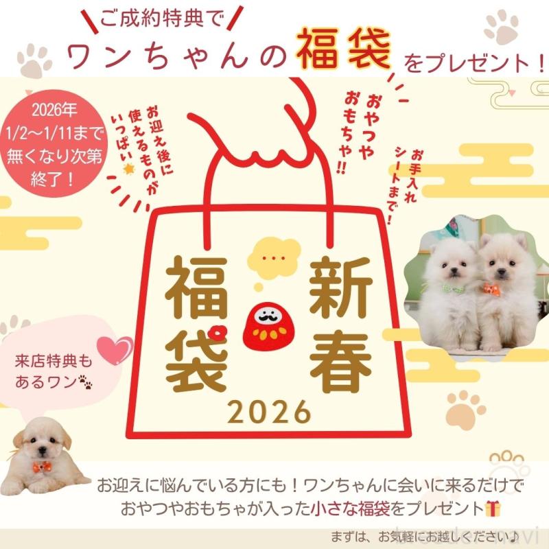 成約済の神奈川県のポメラニアン-421340の5枚目