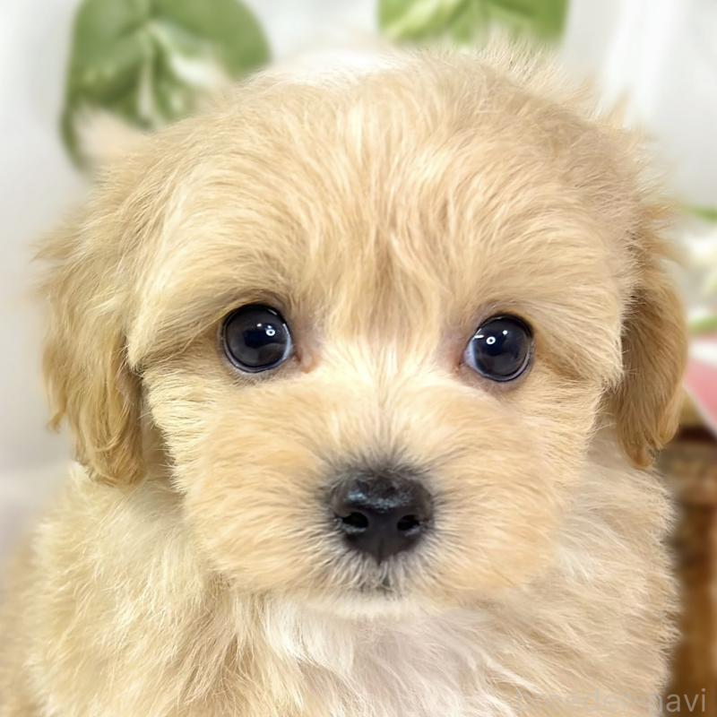 販売中の滋賀県のマルプー:マルチーズ×トイプードル-435417