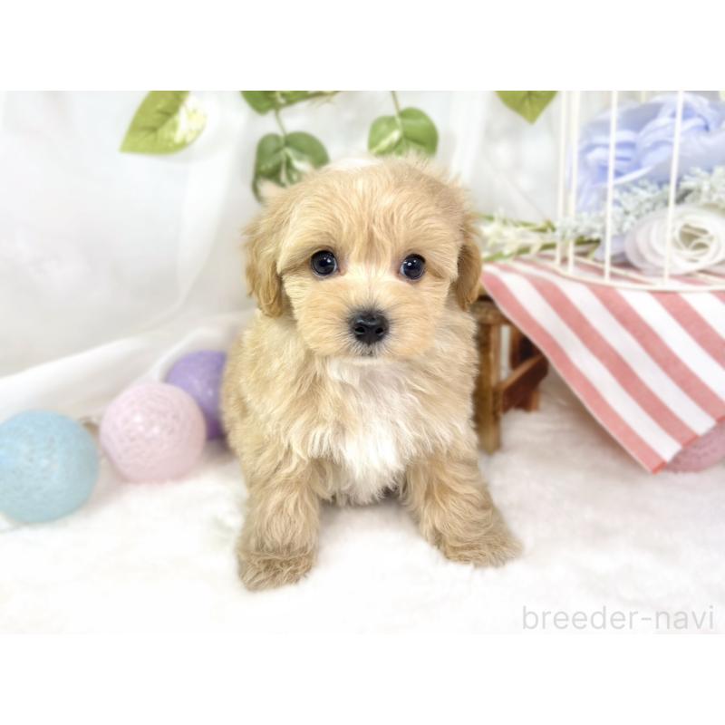 成約済の滋賀県のマルプー:マルチーズ×トイプードル-435417の4枚目