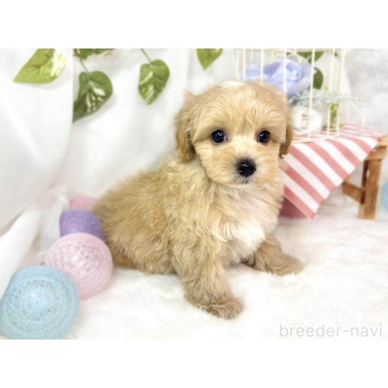 成約済の滋賀県のマルプー:マルチーズ×トイプードル-435417の3枚目