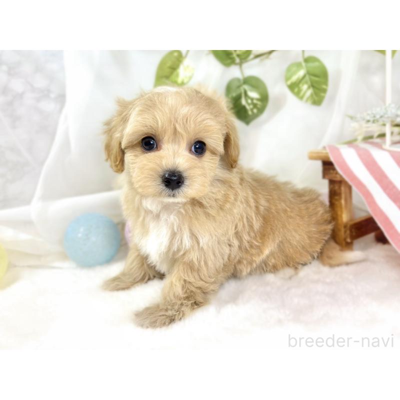 成約済の滋賀県のマルプー:マルチーズ×トイプードル-435417の2枚目