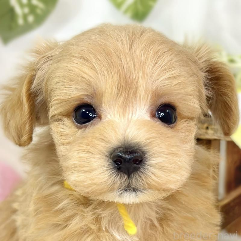 販売中の滋賀県のマルプー:マルチーズ×トイプードル-435420