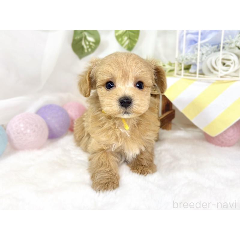 成約済の滋賀県のマルプー:マルチーズ×トイプードル-435420の4枚目