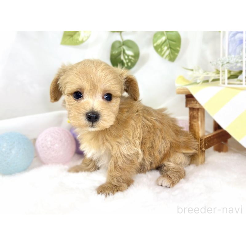 成約済の滋賀県のマルプー:マルチーズ×トイプードル-435420の2枚目