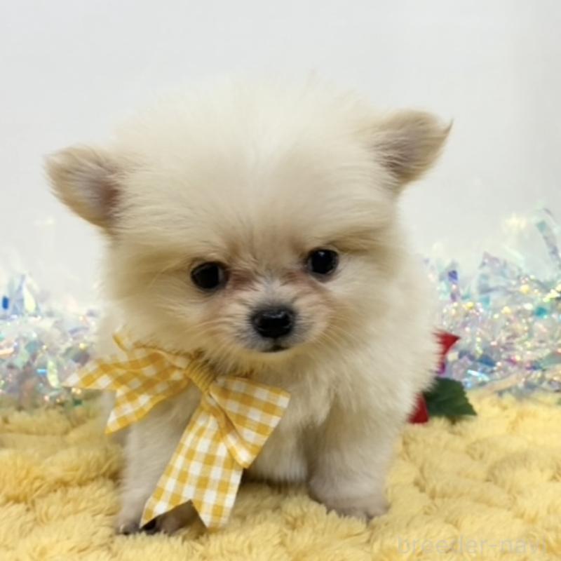 販売中の岐阜県のポメチワ:ポメラニアン×チワワ-435981