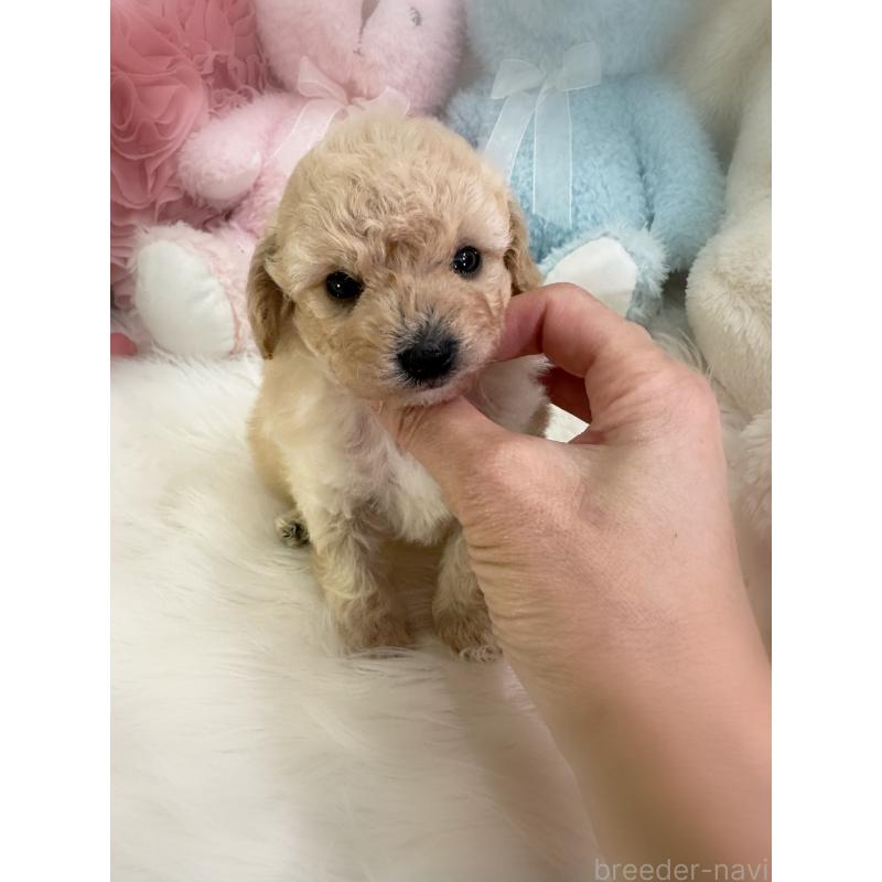 商談中の香川県のビションプー:ビションフリーゼ×トイプードル-435984の5枚目