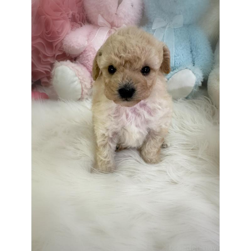 商談中の香川県のビションプー:ビションフリーゼ×トイプードル-435984の4枚目