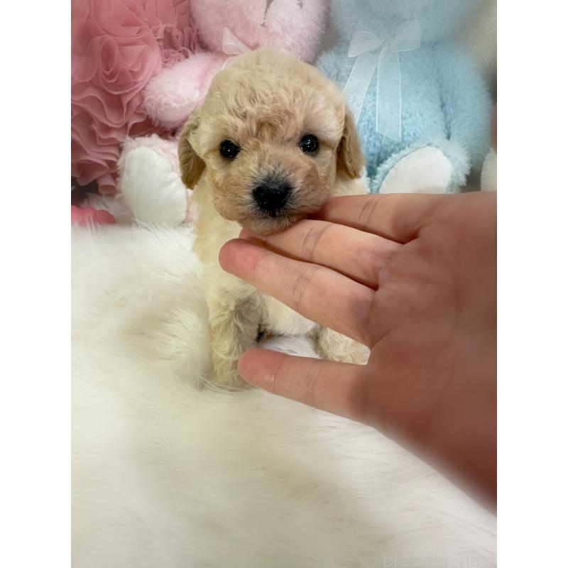 商談中の香川県のビションプー:ビションフリーゼ×トイプードル-435984の3枚目