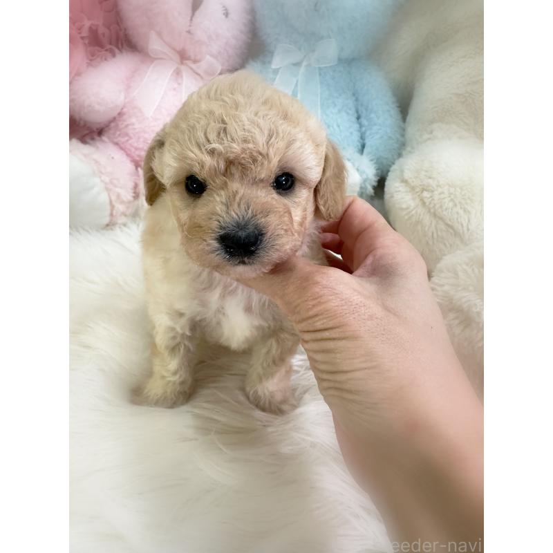 商談中の香川県のビションプー:ビションフリーゼ×トイプードル-435984の2枚目