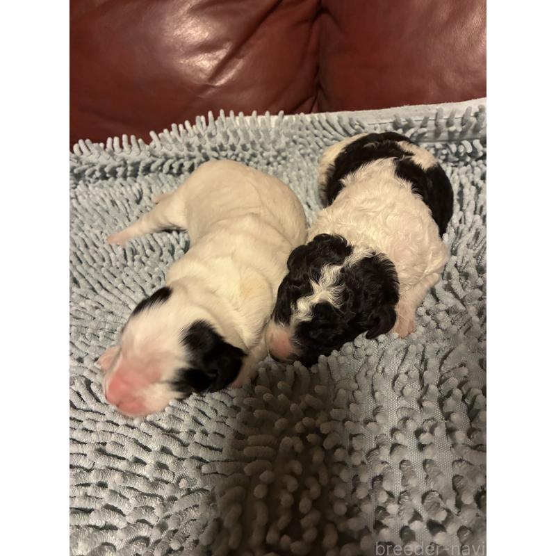 販売中の滋賀県のスタンダードプードル-435982