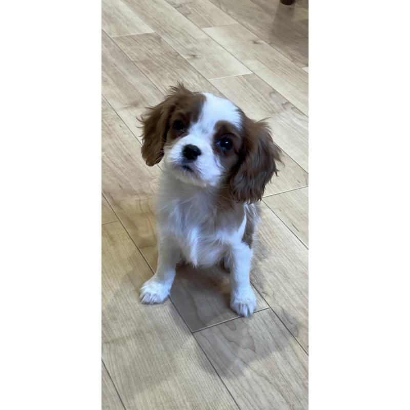 販売中の鹿児島県のキャバリアキングチャールズスパニエル-433430