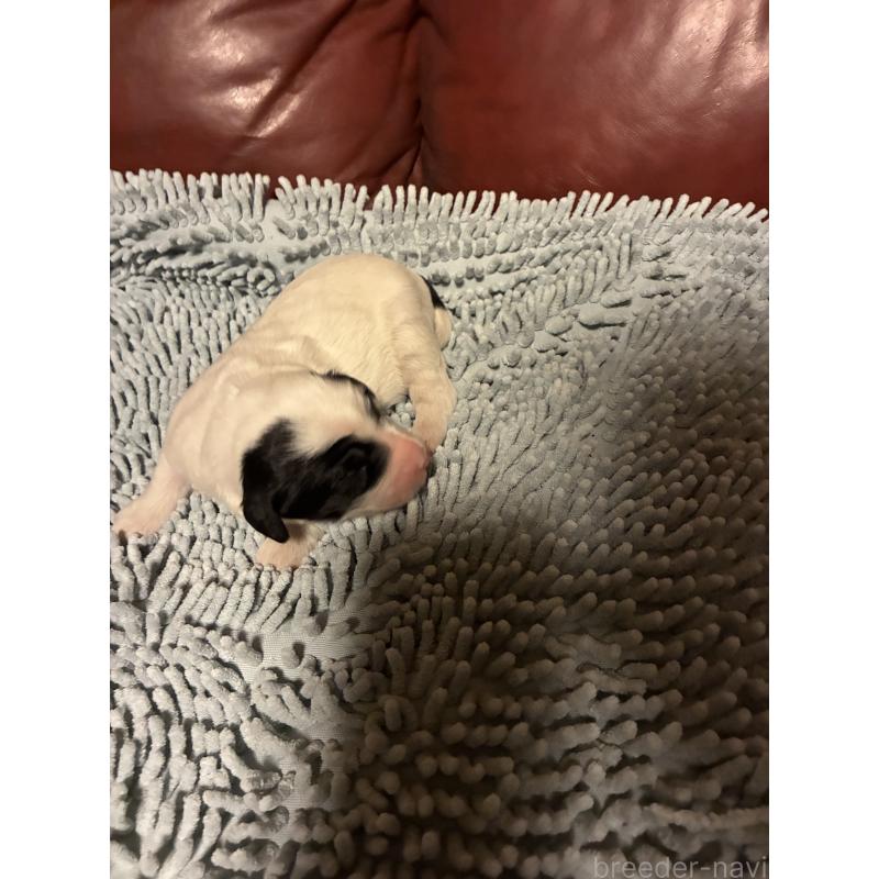 販売中の滋賀県のスタンダードプードル-435983の3枚目