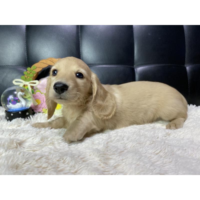 販売中の岐阜県のミニチュアダックスフンド(ロングヘアード)-429427の8枚目