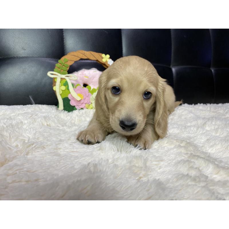 販売中の岐阜県のミニチュアダックスフンド(ロングヘアード)-429427の7枚目