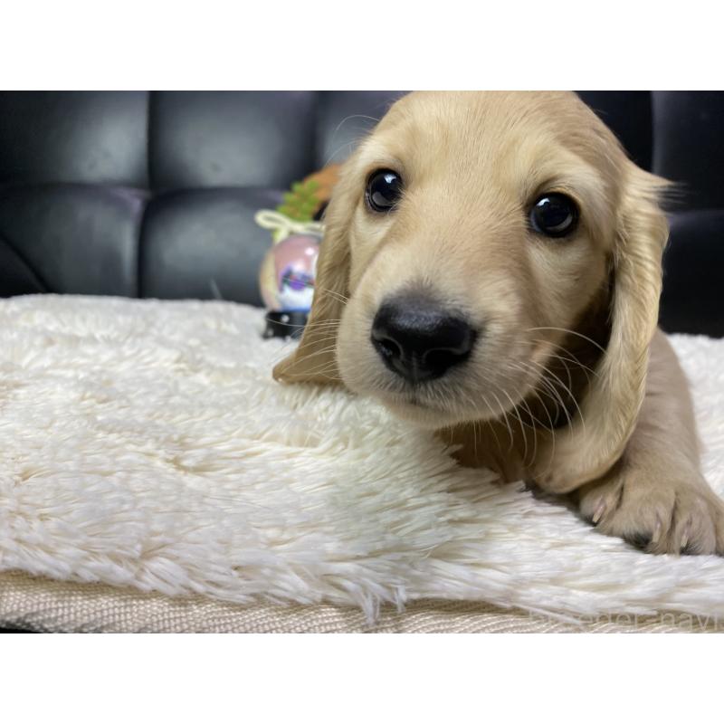 販売中の岐阜県のミニチュアダックスフンド(ロングヘアード)-429427の6枚目