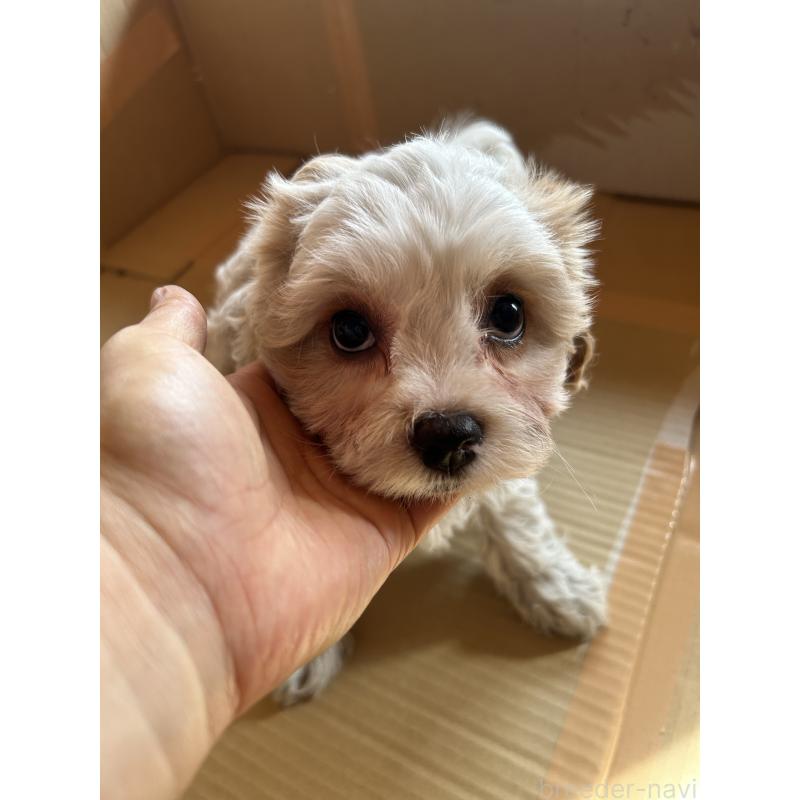 販売中の愛知県のミックス犬-430023の10枚目