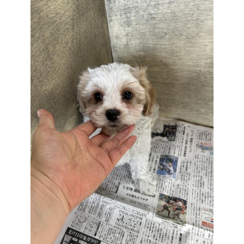 販売中の愛知県のミックス犬-430023の9枚目