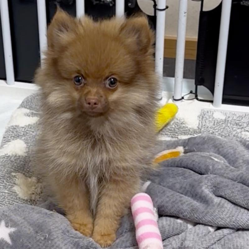 販売中の兵庫県のポメラニアン-435986の3枚目