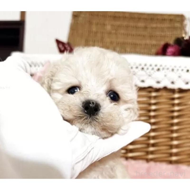 成約済の香川県のトイプードル-434845の5枚目