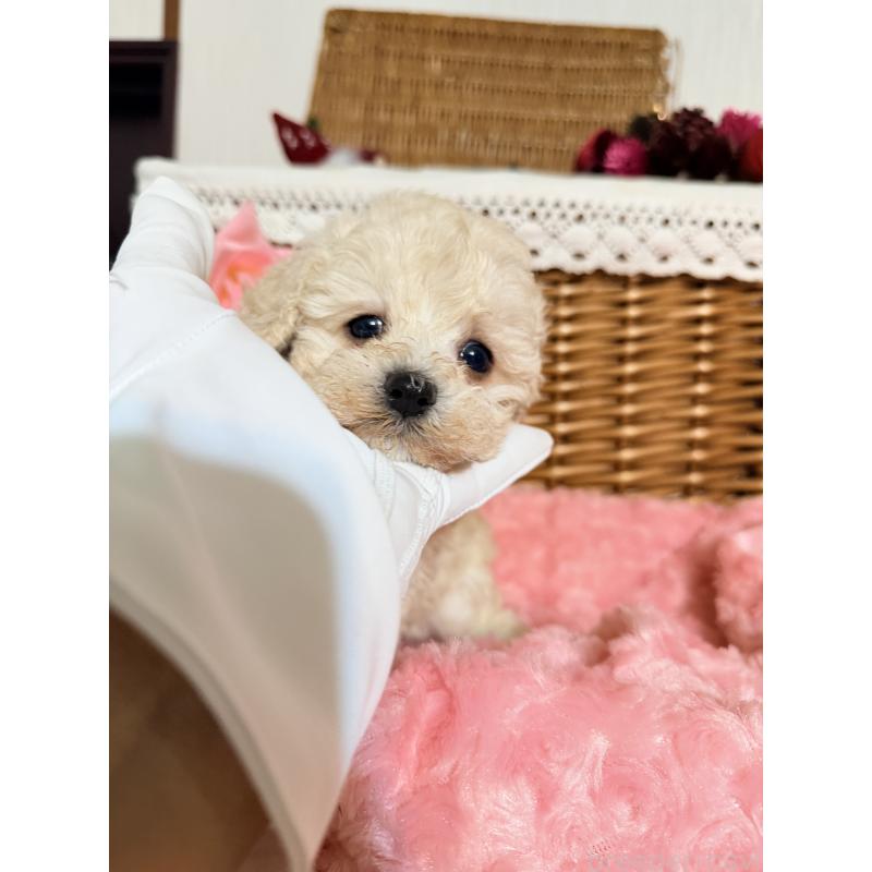 成約済の香川県のトイプードル-434845の4枚目