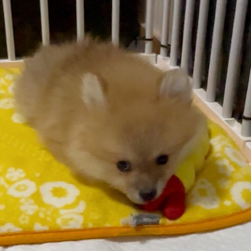 販売中の兵庫県のポメラニアン-435989の5枚目