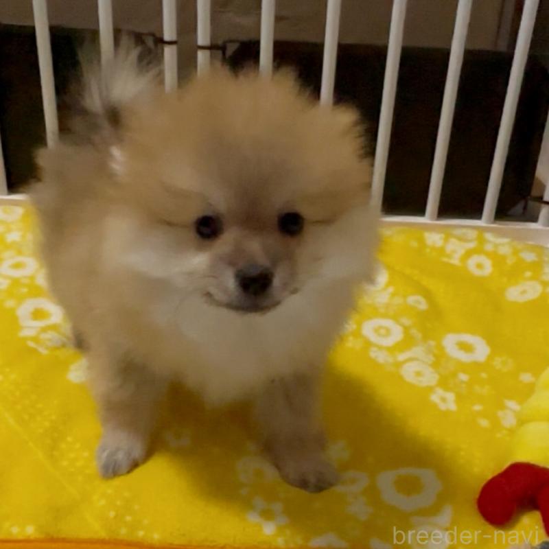 販売中の兵庫県のポメラニアン-435989の4枚目