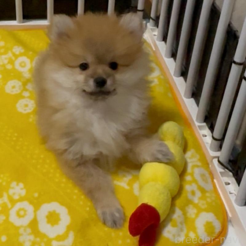 販売中の兵庫県のポメラニアン-435989の3枚目
