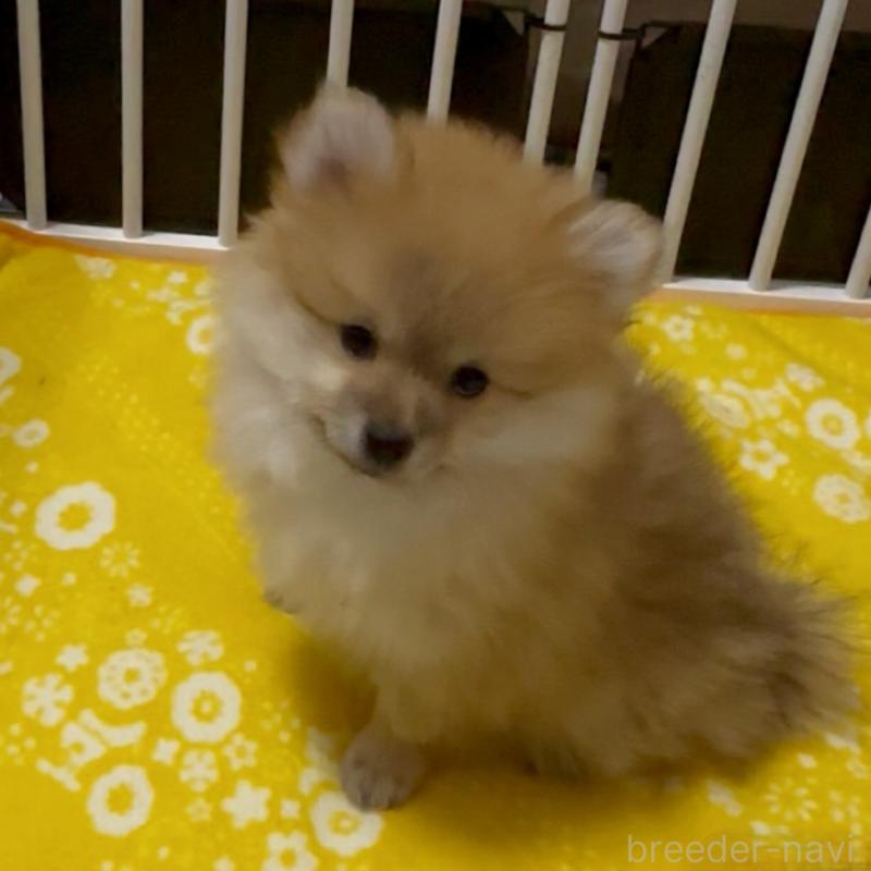 販売中の兵庫県のポメラニアン-435989の2枚目