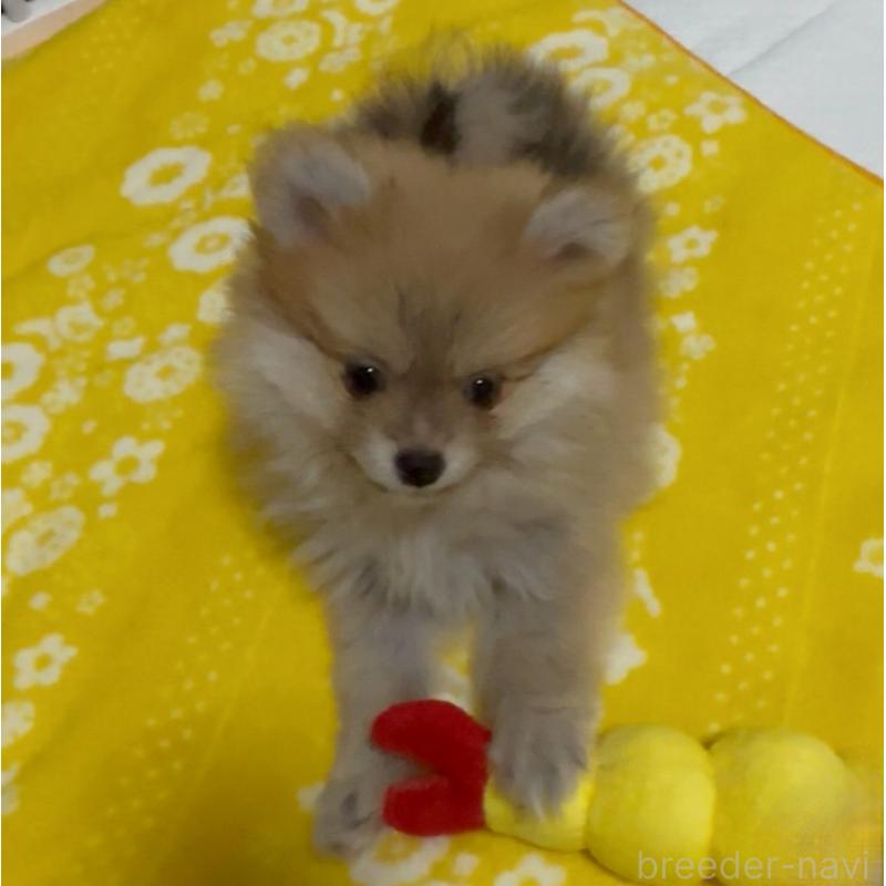 販売中の兵庫県のポメラニアン-435994の4枚目