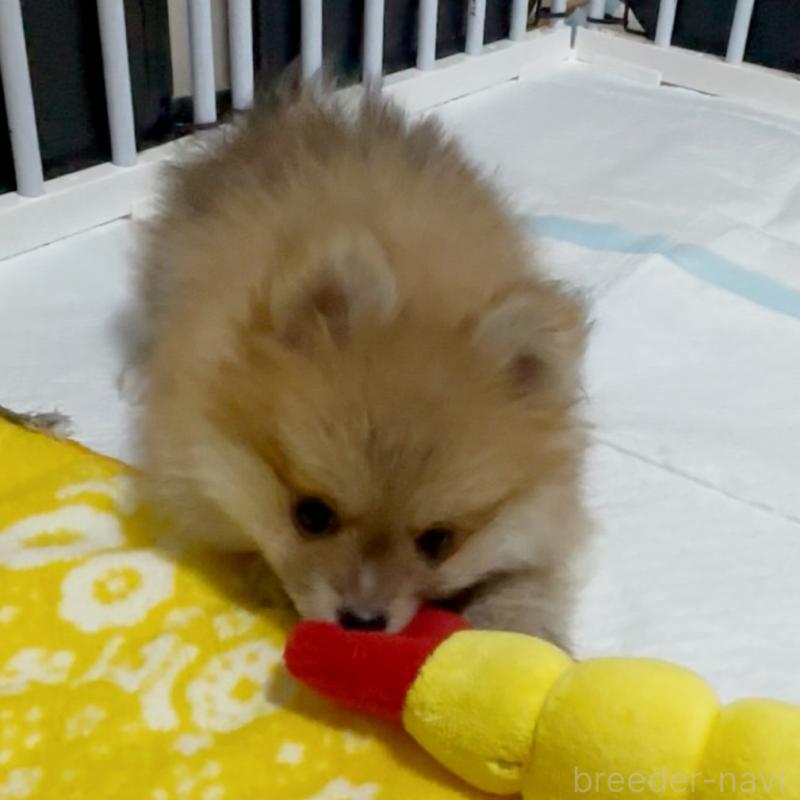 販売中の兵庫県のポメラニアン-435994の3枚目
