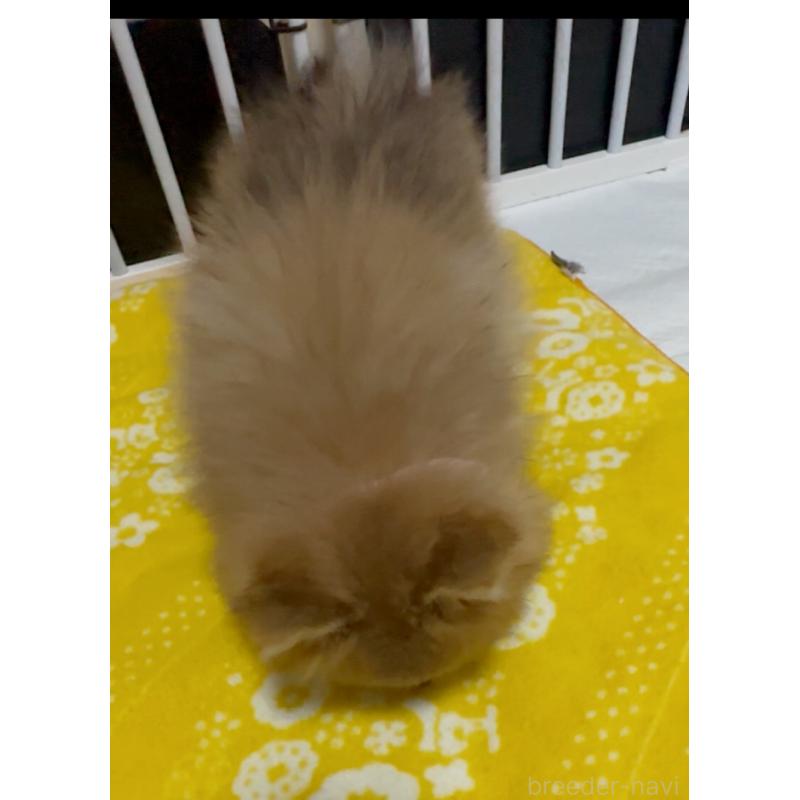 販売中の兵庫県のポメラニアン-435994の2枚目