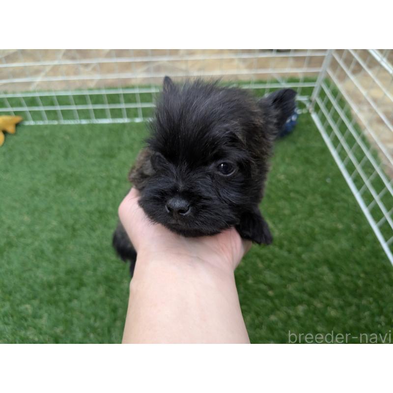 販売中の千葉県のミックス犬-435990の20枚目