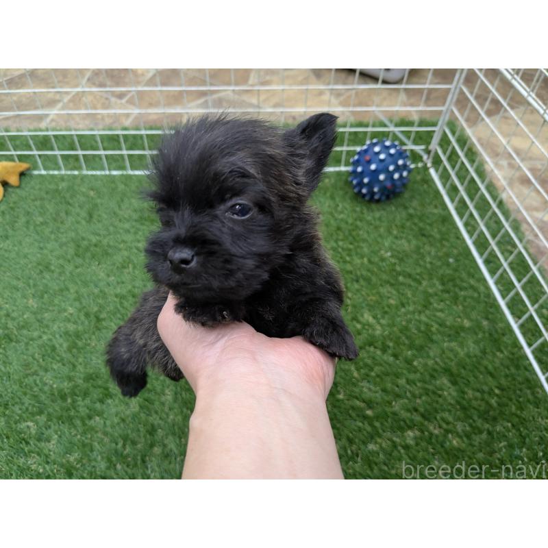 販売中の千葉県のミックス犬-435990の19枚目