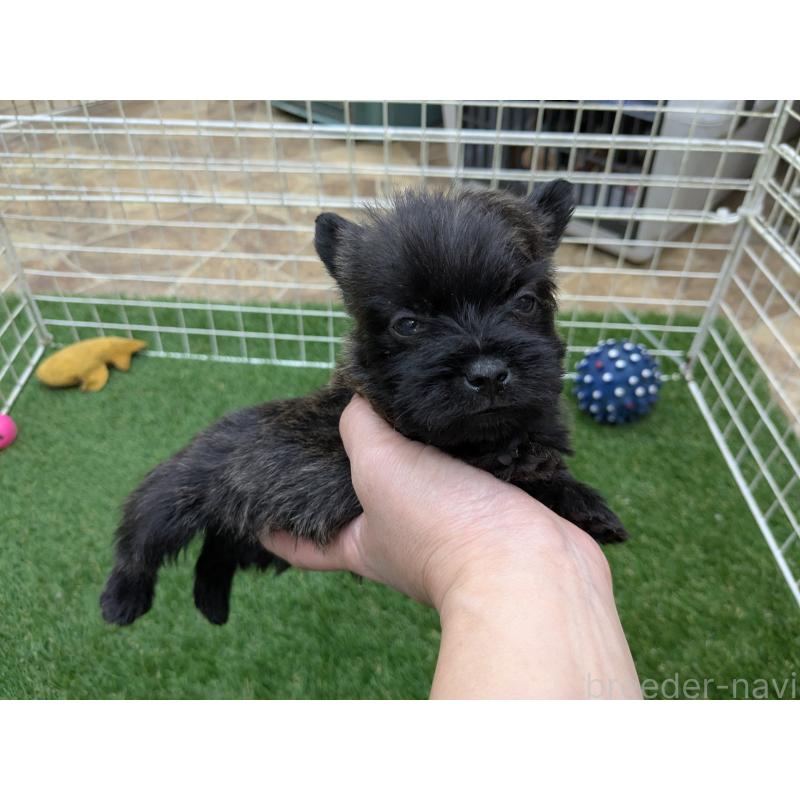 販売中の千葉県のミックス犬-435990の18枚目