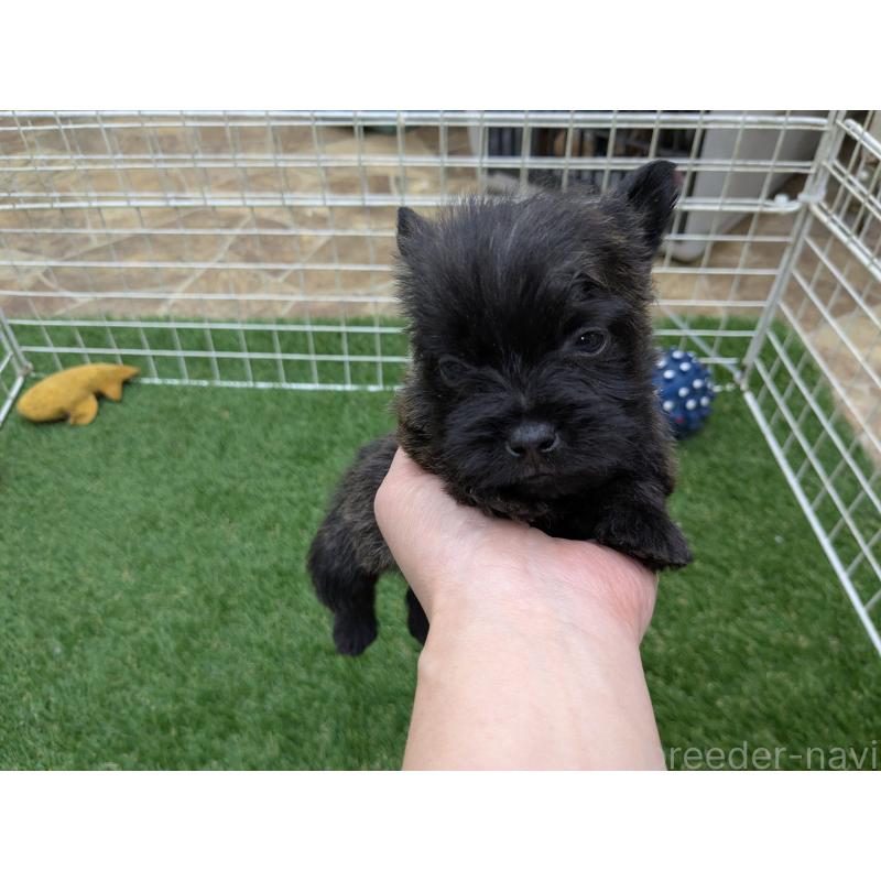 販売中の千葉県のミックス犬-435990の17枚目