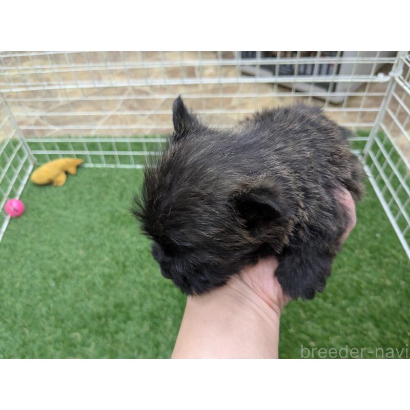 販売中の千葉県のミックス犬-435990の16枚目