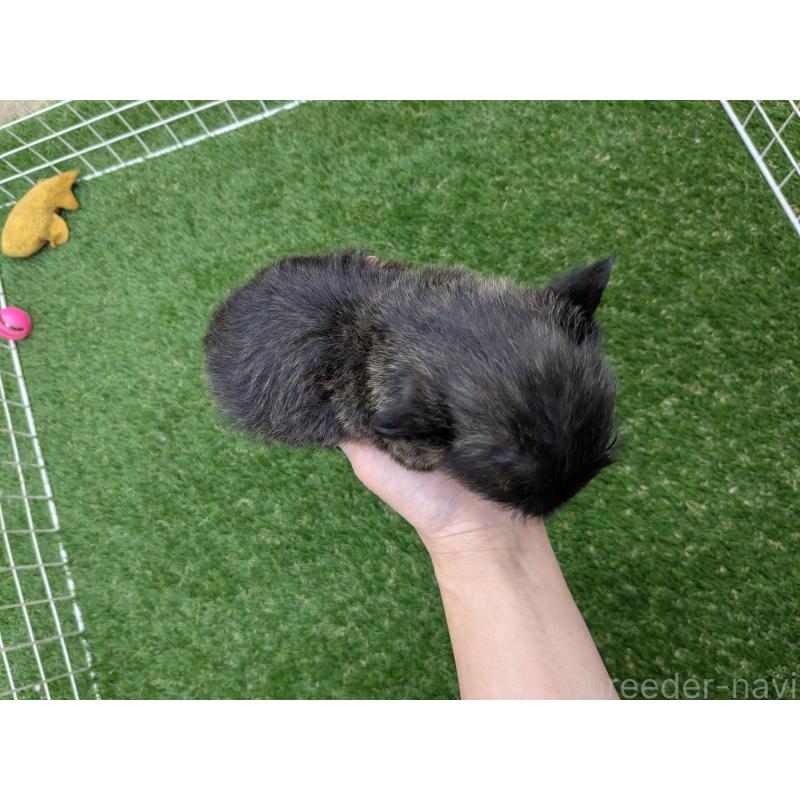 販売中の千葉県のミックス犬-435990の15枚目