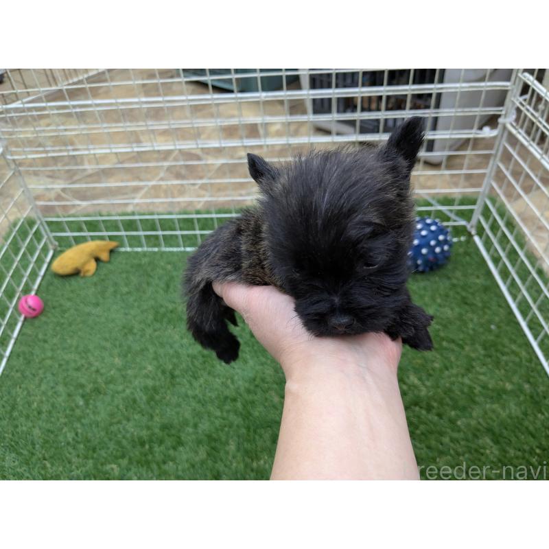 販売中の千葉県のミックス犬-435990の14枚目