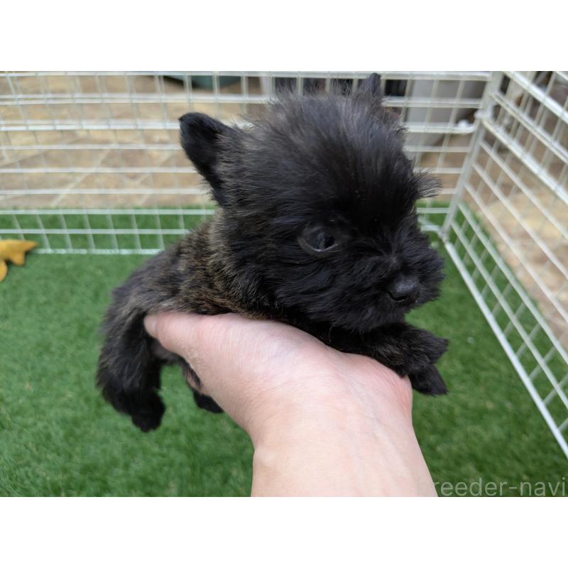 販売中の千葉県のミックス犬-435990の13枚目