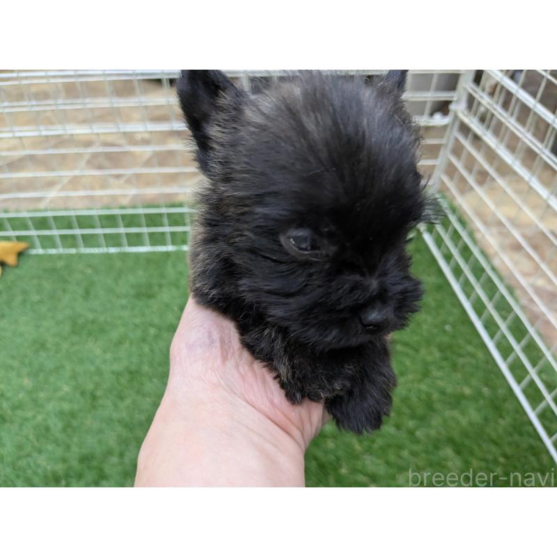 販売中の千葉県のミックス犬-435990の12枚目