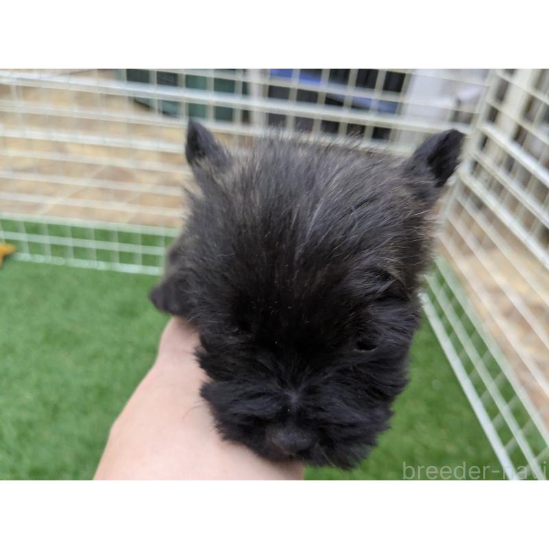 販売中の千葉県のミックス犬-435990の11枚目