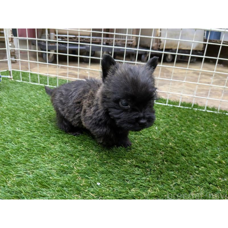 販売中の千葉県のミックス犬-435990の10枚目