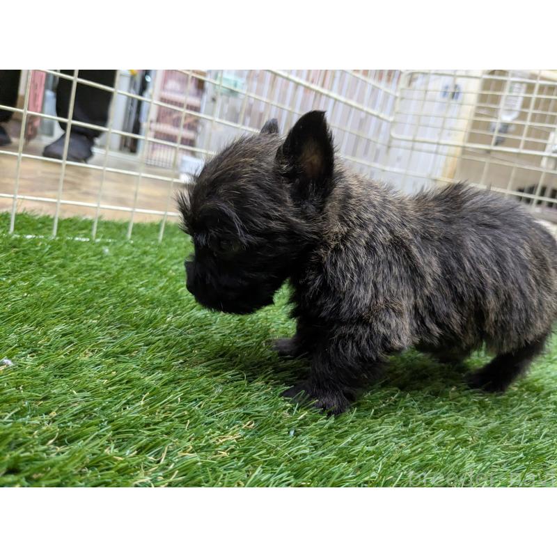 販売中の千葉県のミックス犬-435990の9枚目