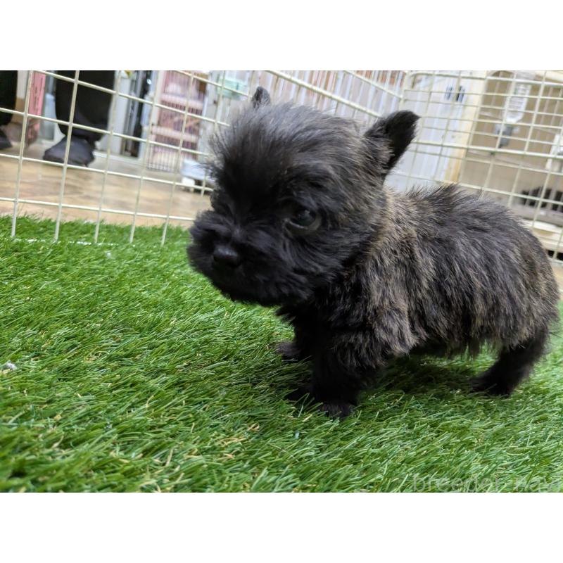 販売中の千葉県のミックス犬-435990の8枚目