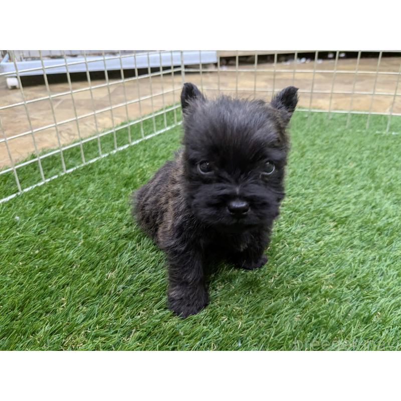 販売中の千葉県のミックス犬-435990の7枚目