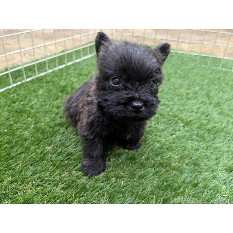 販売中の千葉県のミックス犬-435990の6枚目