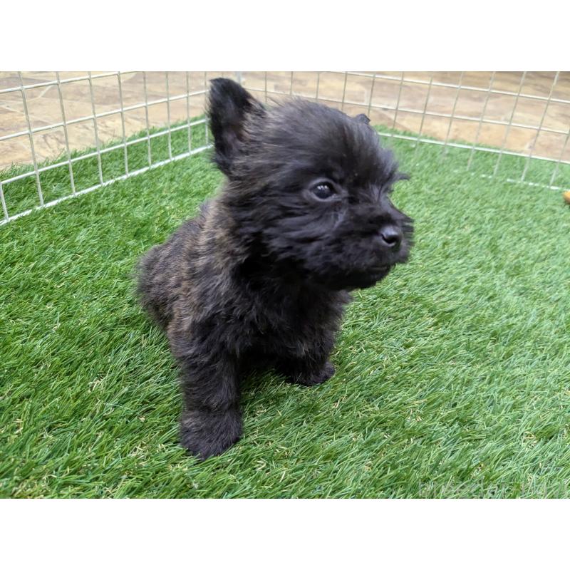 販売中の千葉県のミックス犬-435990の5枚目