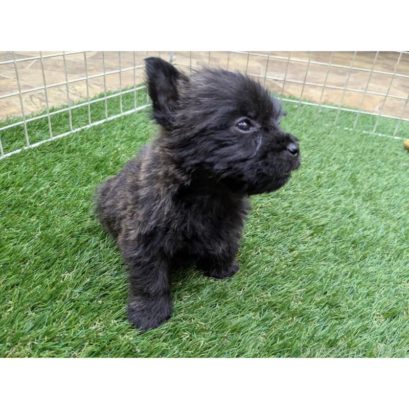 販売中の千葉県のミックス犬-435990の4枚目